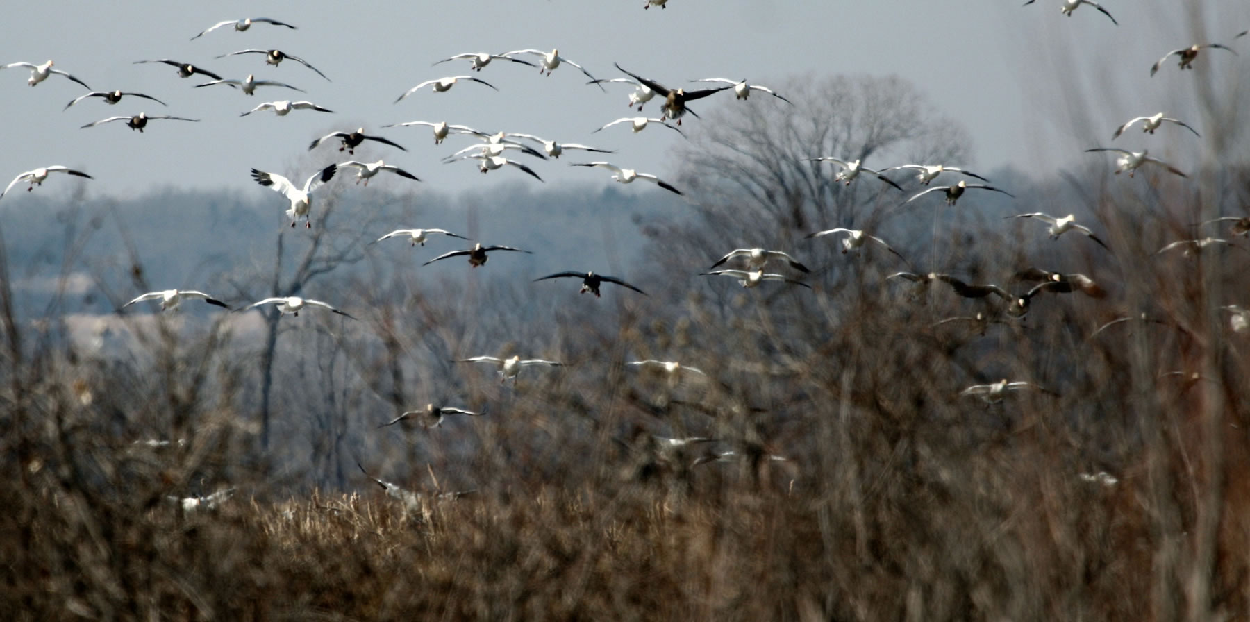 Goose Landing photo by Chris Taylor