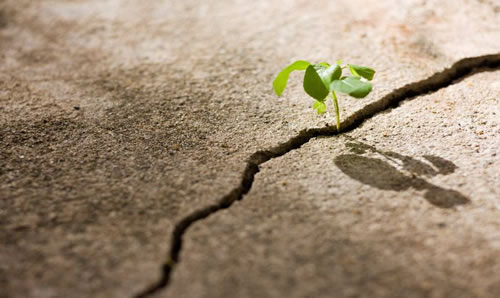 Plant Growing Through Concrete