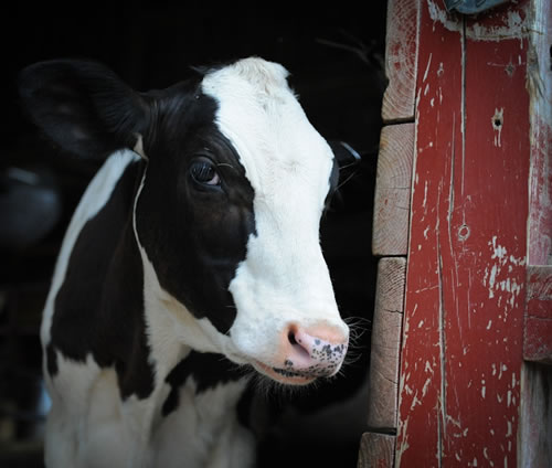 Farm sanctuary