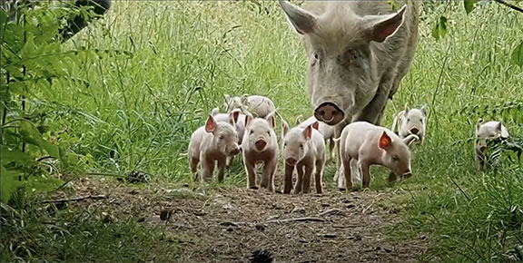 Matild and her piglets