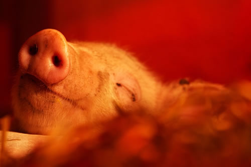 Sleeping Piglet